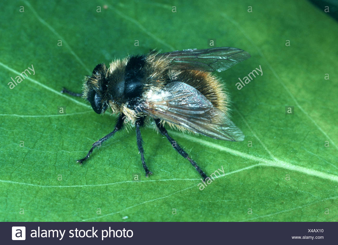 Warble Fly High Resolution Stock Photography and Images Alamy