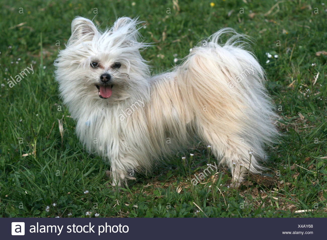 Spitz Maltese High Resolution Stock Photography And Images Alamy