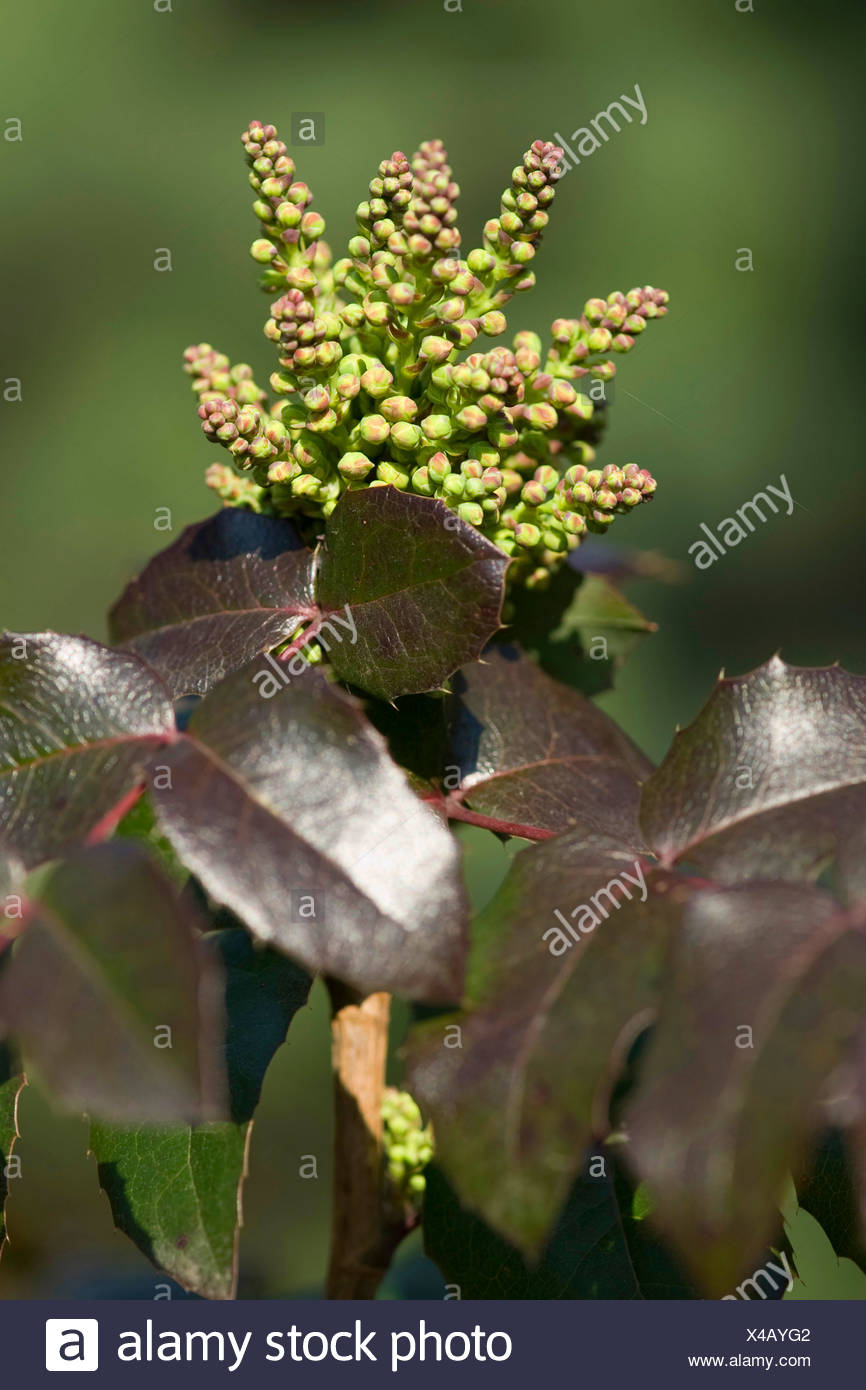 Grape Holly High Resolution Stock Photography And Images Alamy