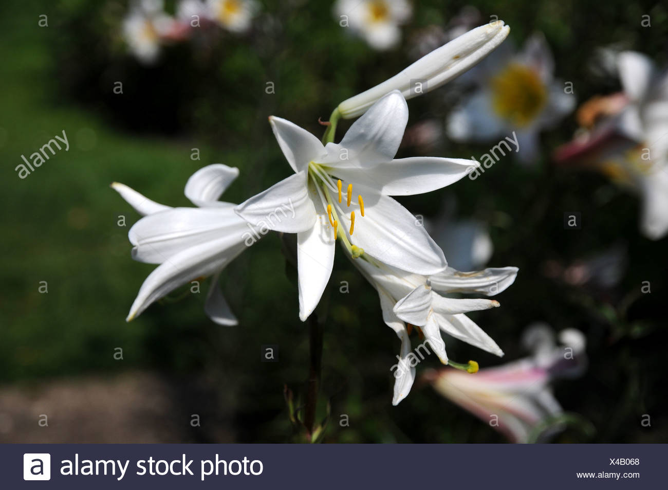 Madonna Lily Bulb High Resolution Stock Photography and Images Alamy