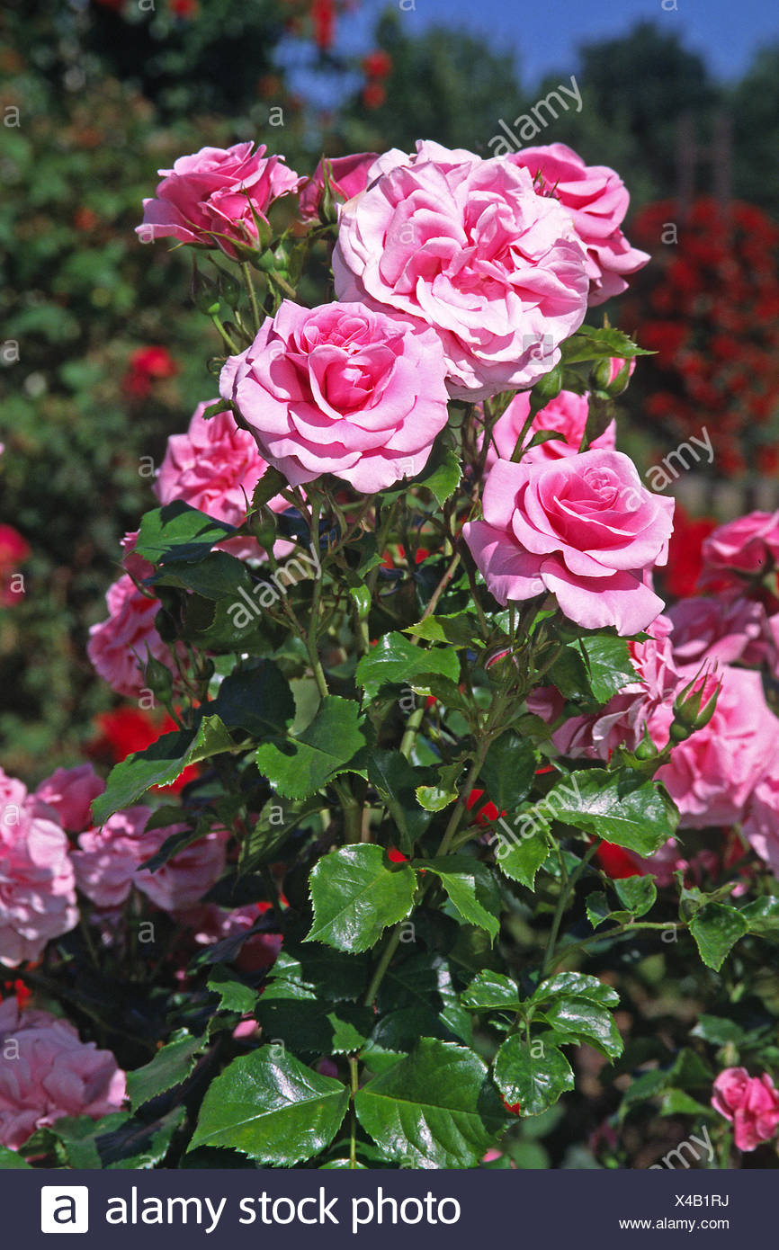 flower rose plant flowers roses ornamental plants pink sorte ...