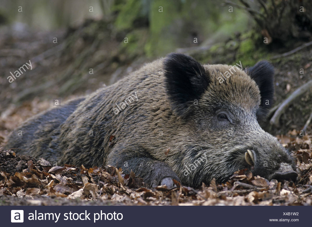 Boar Hog Rests On The Forest Floor Stock Photo 278067470 Alamy