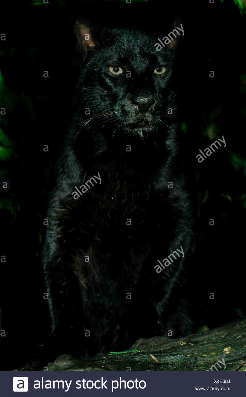 Black Jaguar Animal High Resolution Stock Photography and Images - Alamy