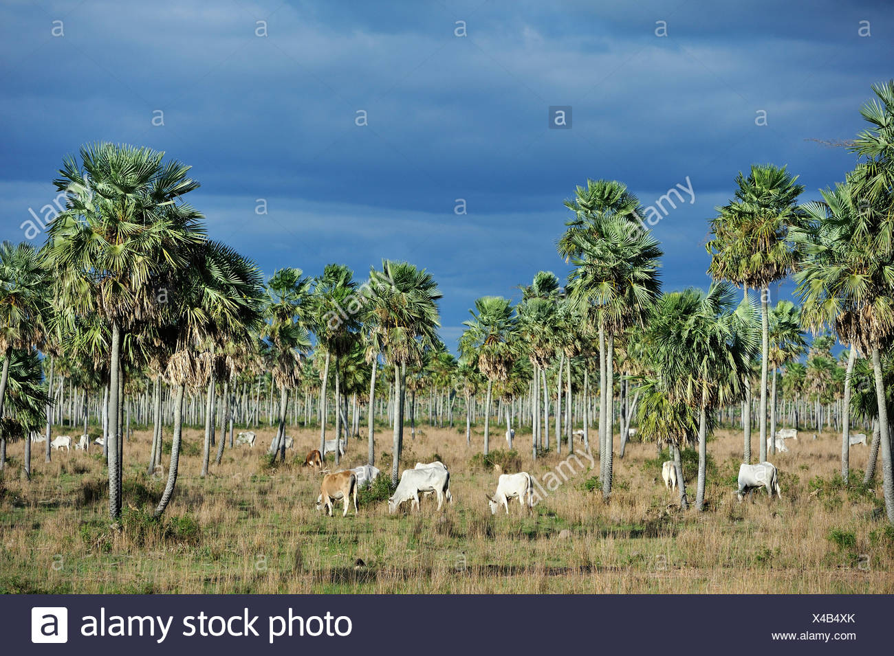 Palm Savanna Stock Photos & Palm Savanna Stock Images Alamy