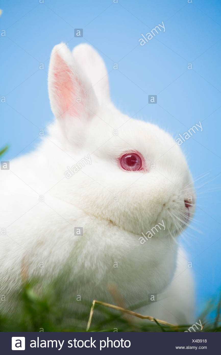 White Rabbit Pink Eyes High Resolution Stock Photography And Images Alamy
