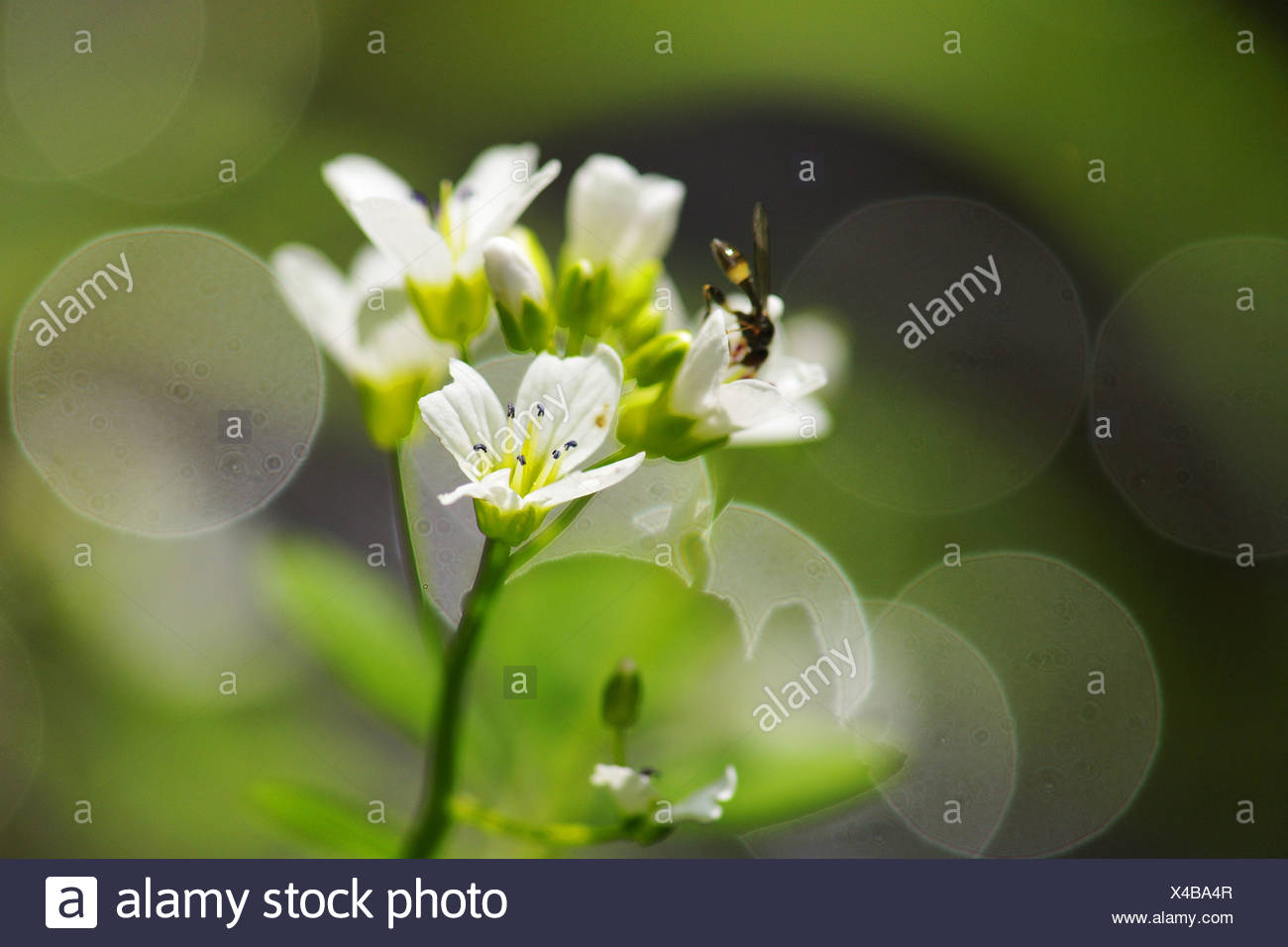 Watercress Stock Photo