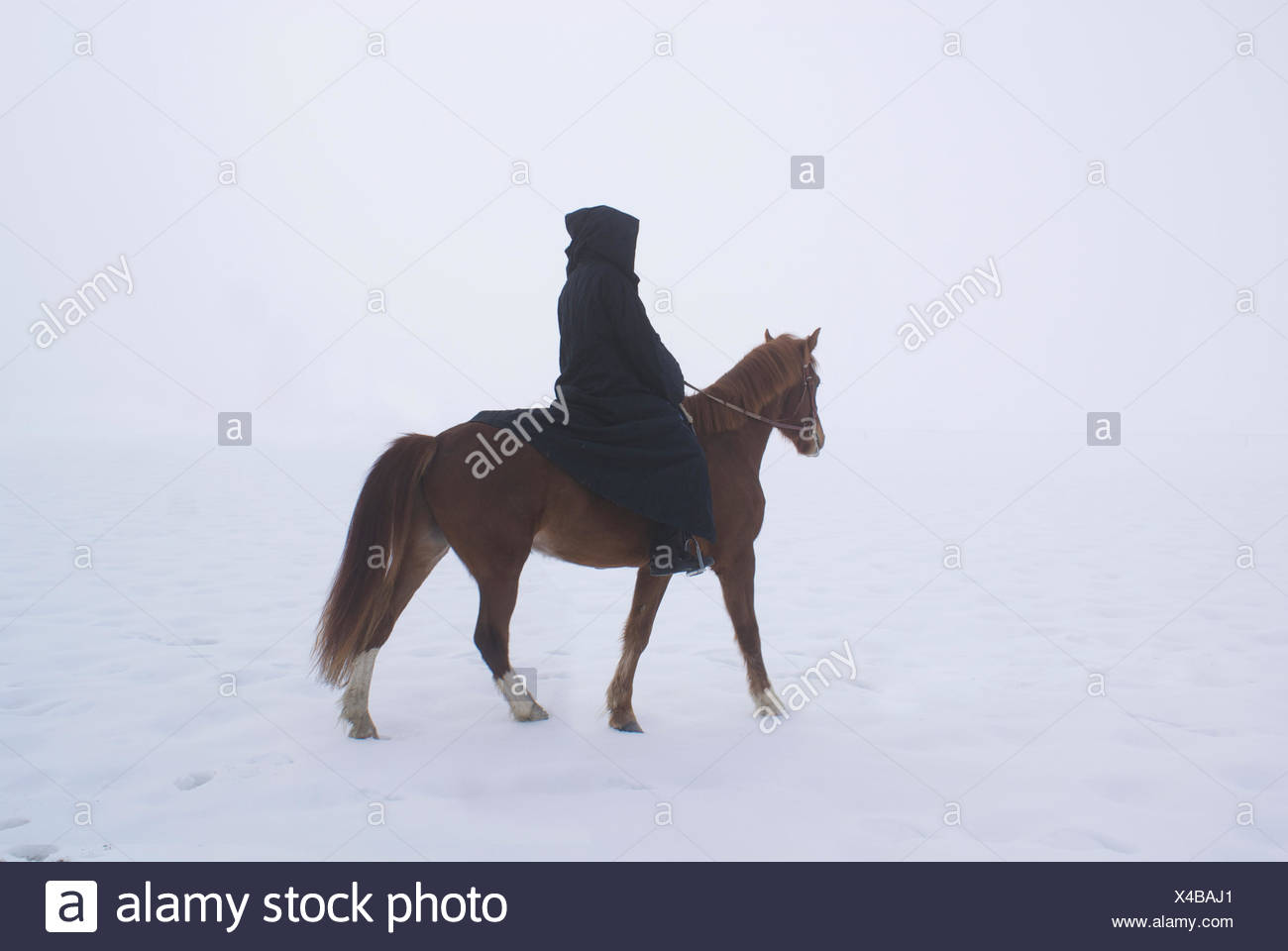 woman, horse, winter, fog, rider, equestrian, snow, woman, tree, ride, horse, Stock Photo