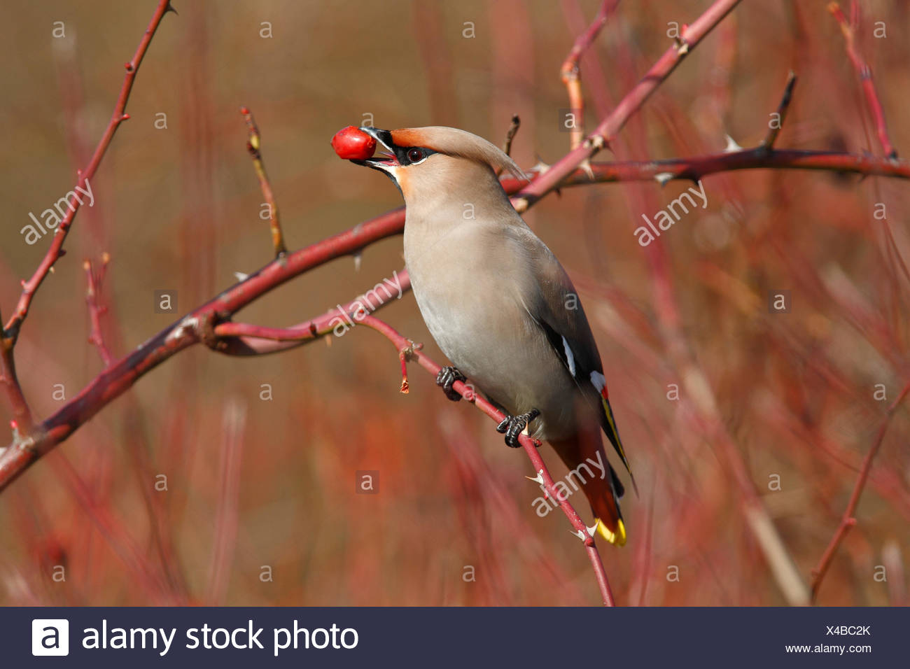 Bohemian Waxwing Bombycilla Garrulus Eating A Rose Hip Stock Photo Alamy Bohemian Waxwing Bombycilla Garrulus Eating A Rose Hip Stock Photo Alamy