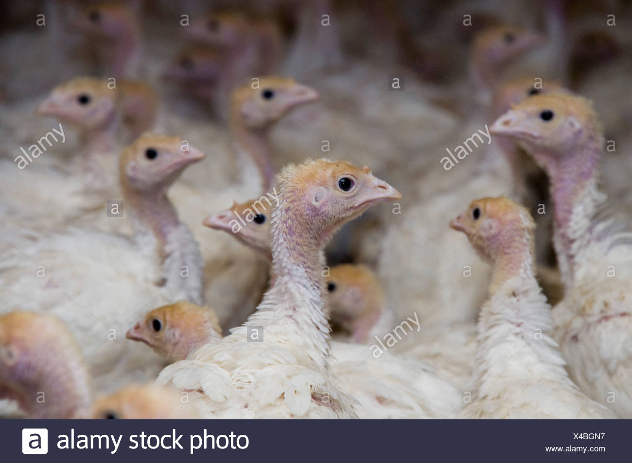 Turkey Chicks Stock Photos & Turkey Chicks Stock Images Alamy