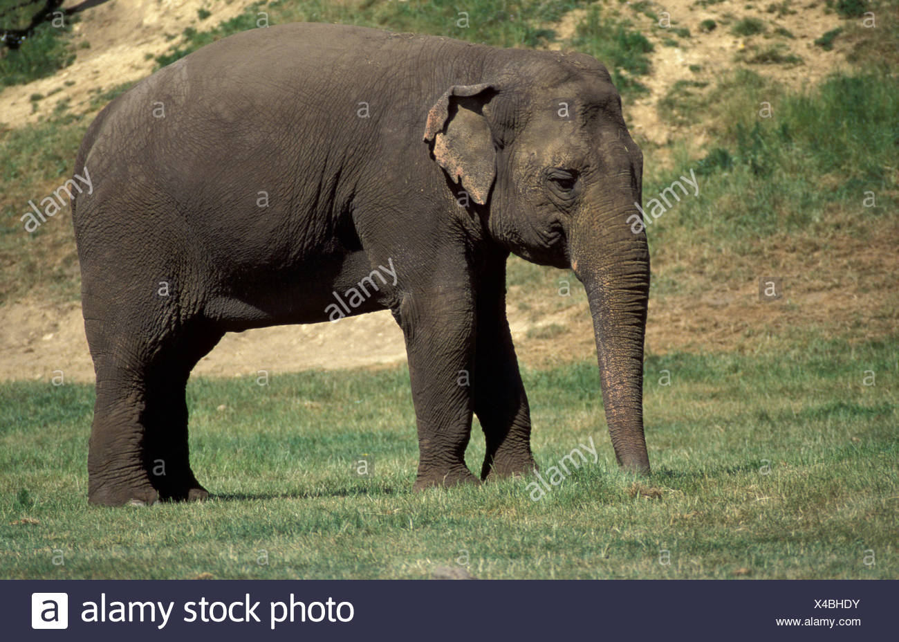 The Elephant With Small Ears