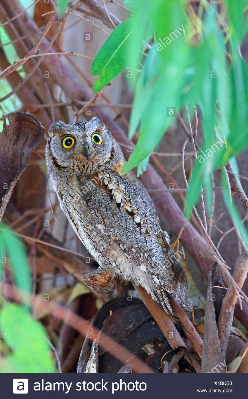 Eurasian Scops Owl Otus Scops Sitting In An Eucalyptus Tree With Open Eyes Greece Lesbos Stock Photo Alamy