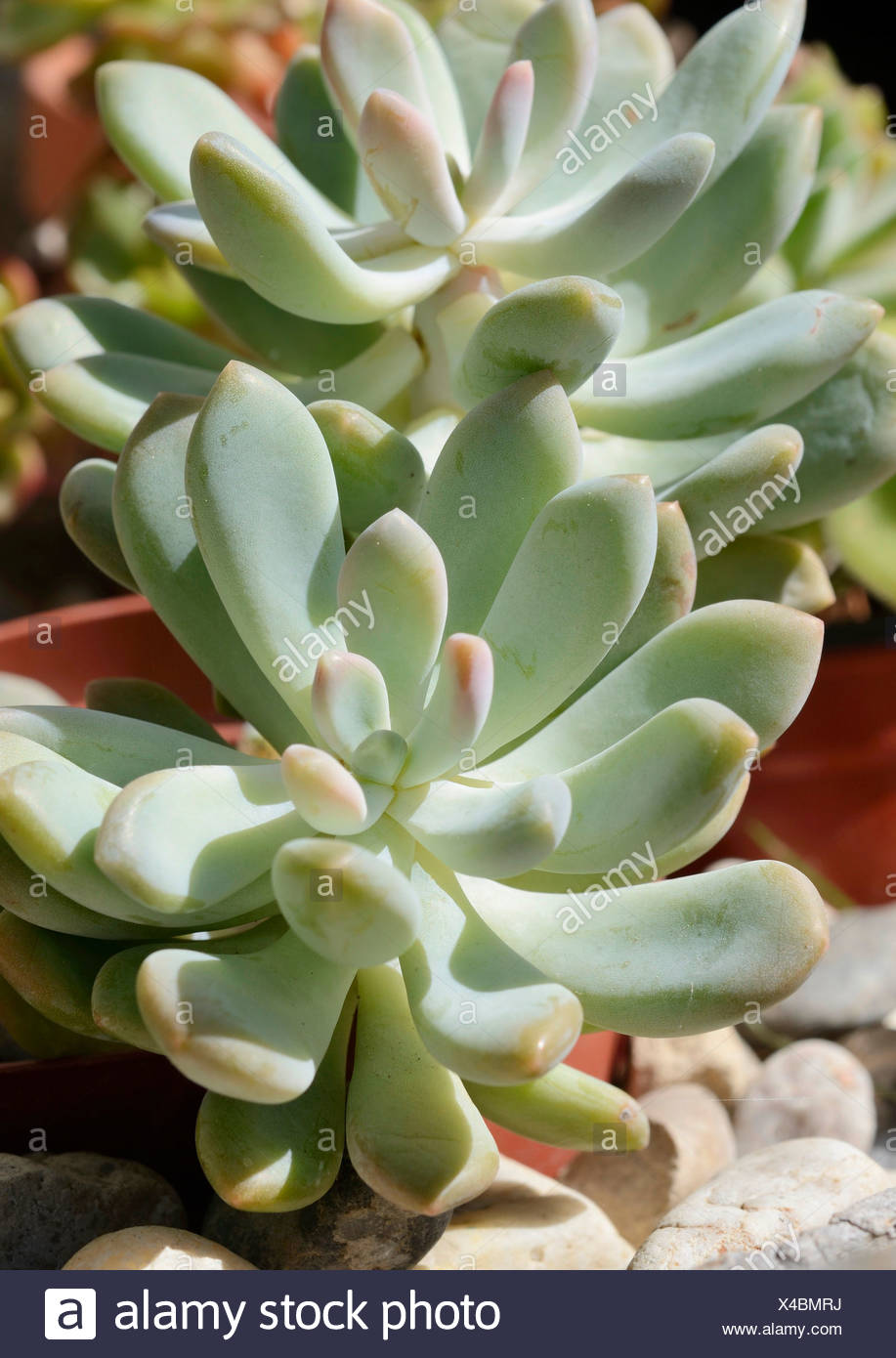 View Moonstone Succulent Australia Pics