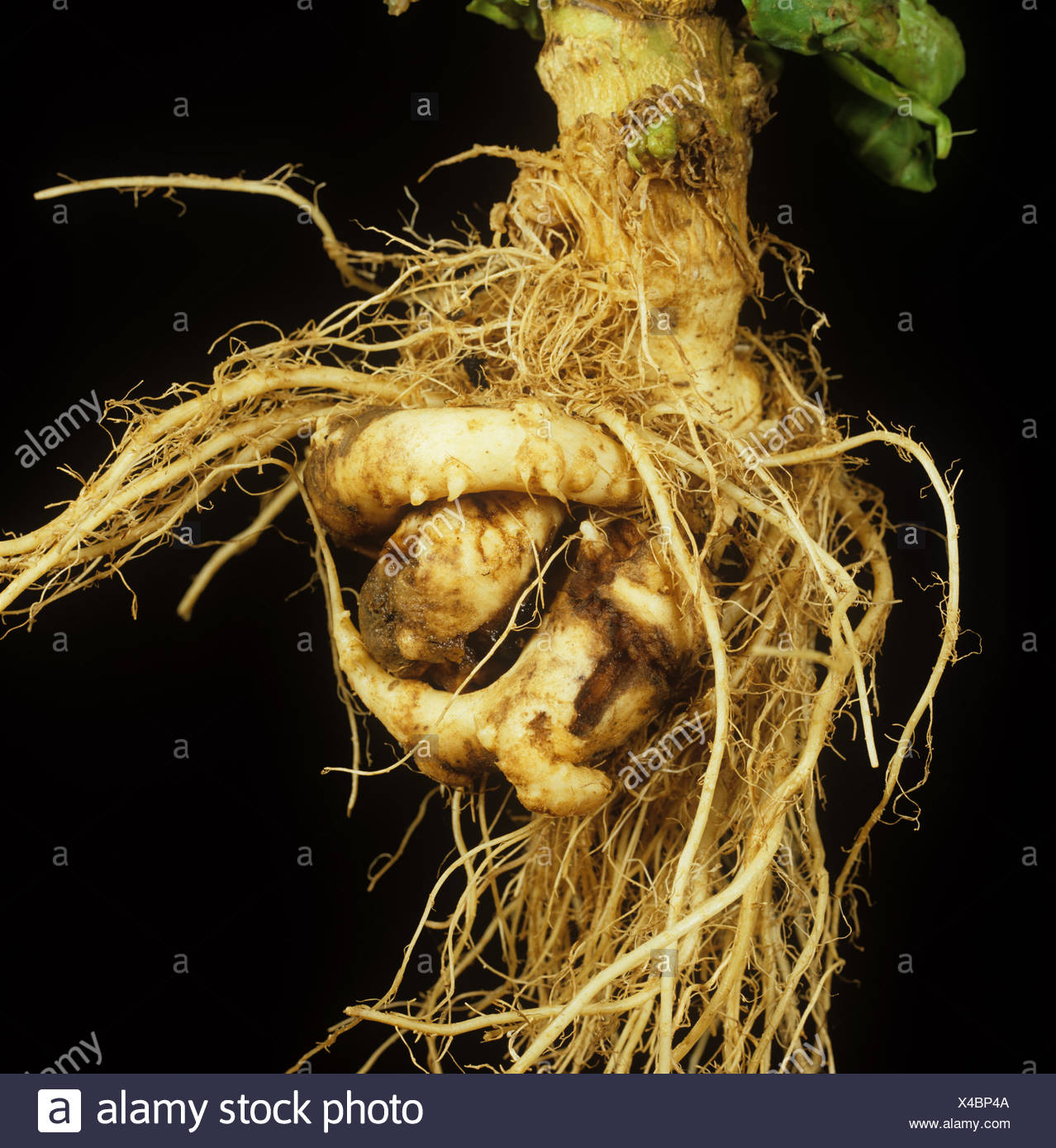 Cabbage With Roots Stock Photos & Cabbage With Roots Stock Images Alamy