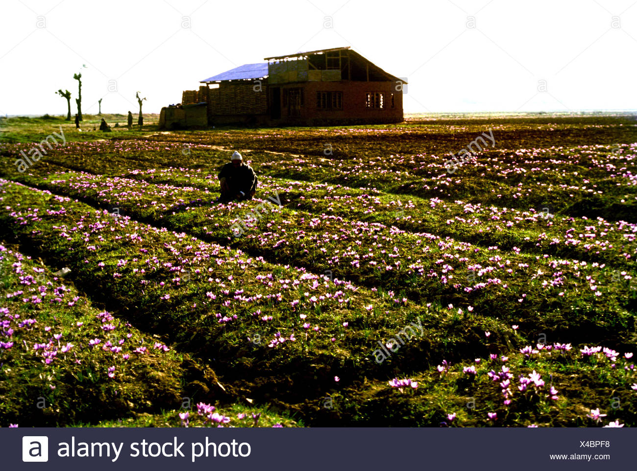Saffron Fields High Resolution Stock Photography and Images Alamy