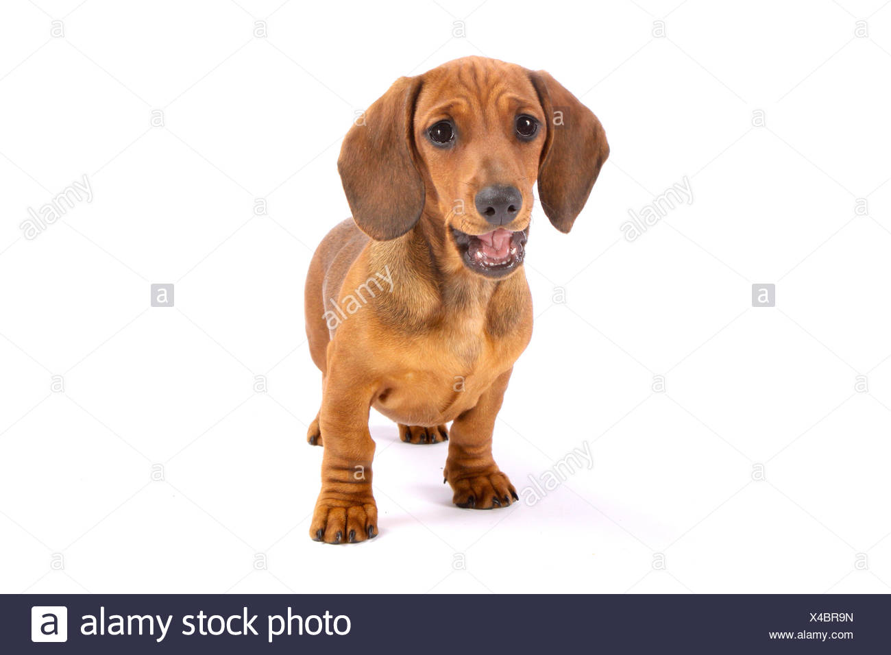 Young Smooth Haired Dachshund Dog Standing Cut Out Stock Photo