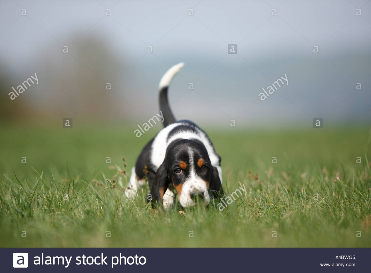 basset hound whelping