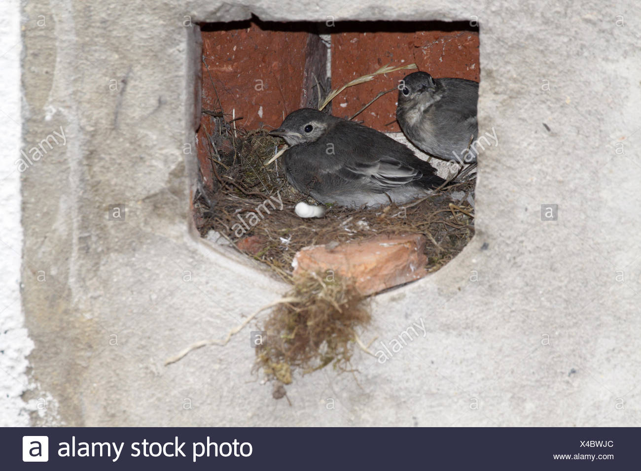 bird birds nest singing-bird bobolinks wagtail stilt bird birds nest feed Stock Photo