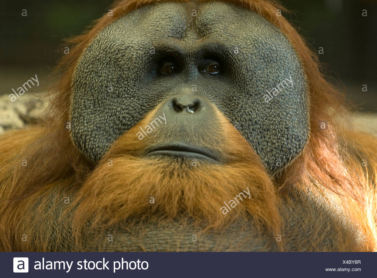 a-sumatran-orangutan-at-the-sedgwick-county-zoo-X4BY8R.jpg
