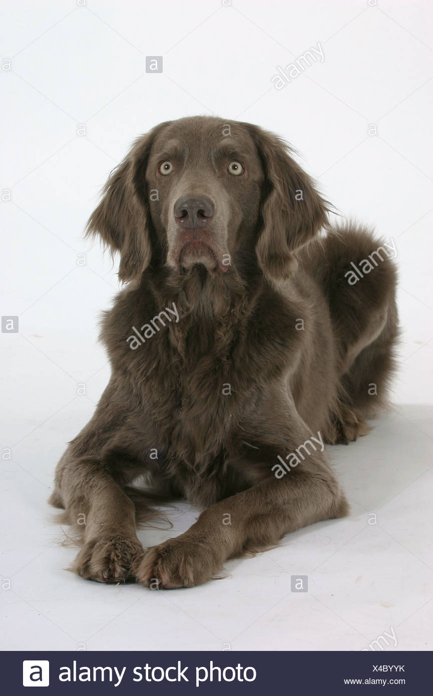Long Haired Weimaraner Stock Photo 278087927 Alamy