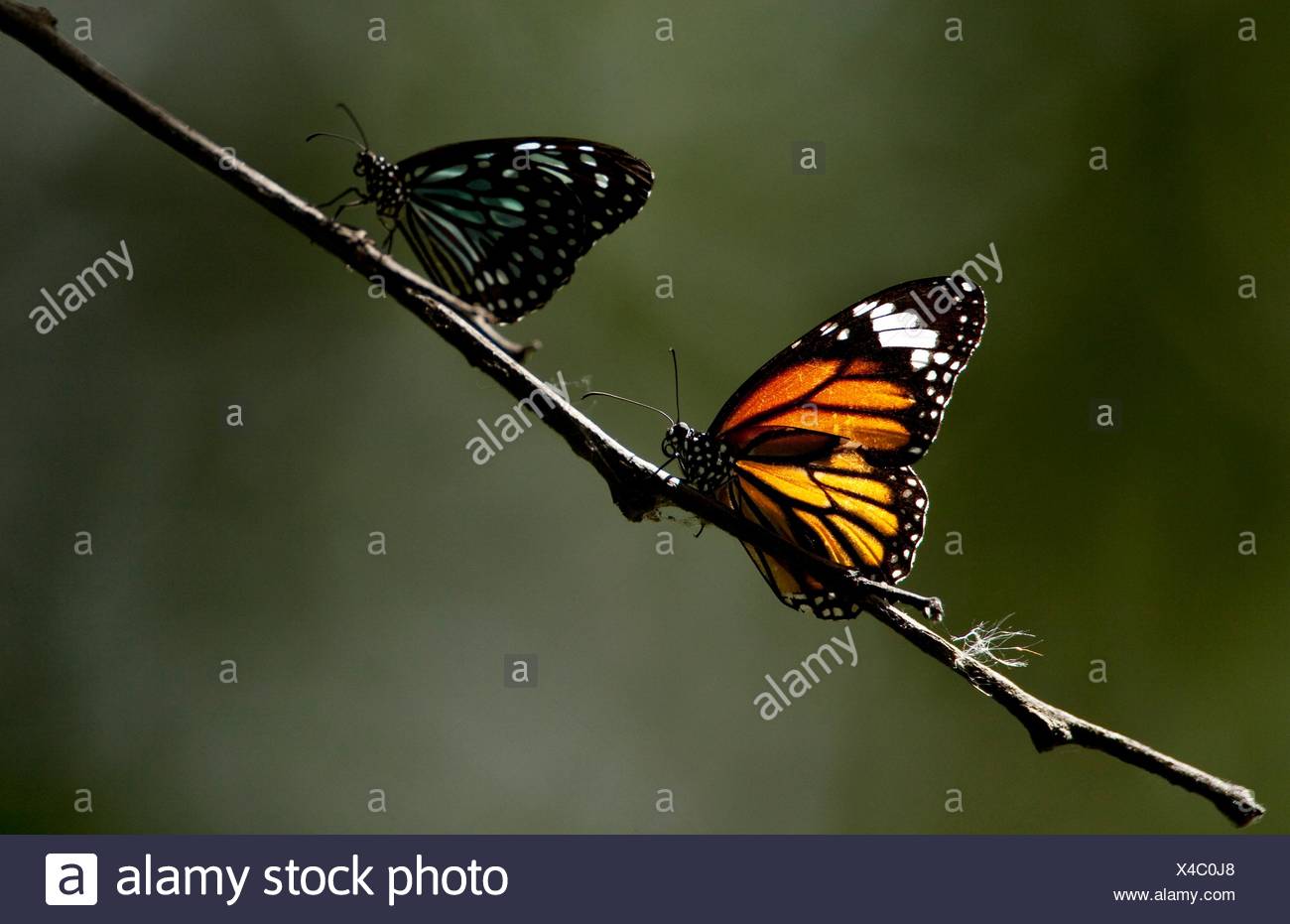 Butterflies Of India High Resolution Stock Photography and Images Alamy