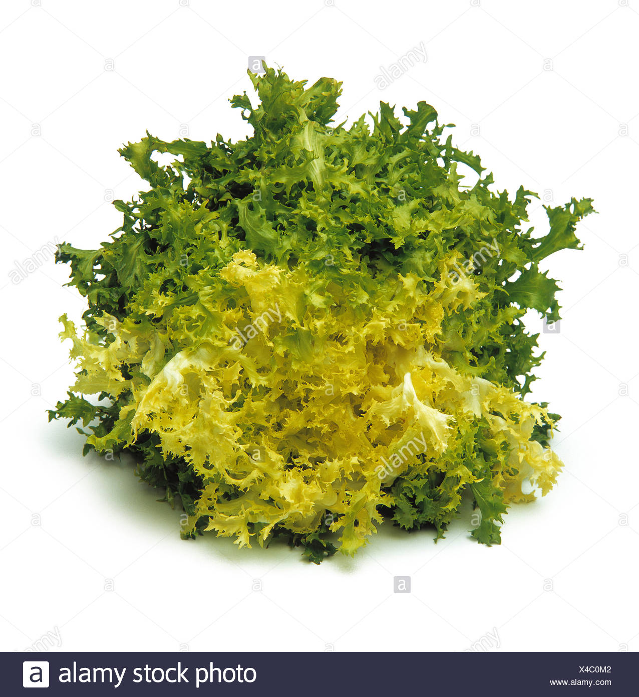Escarole High Resolution Stock Photography and Images Alamy