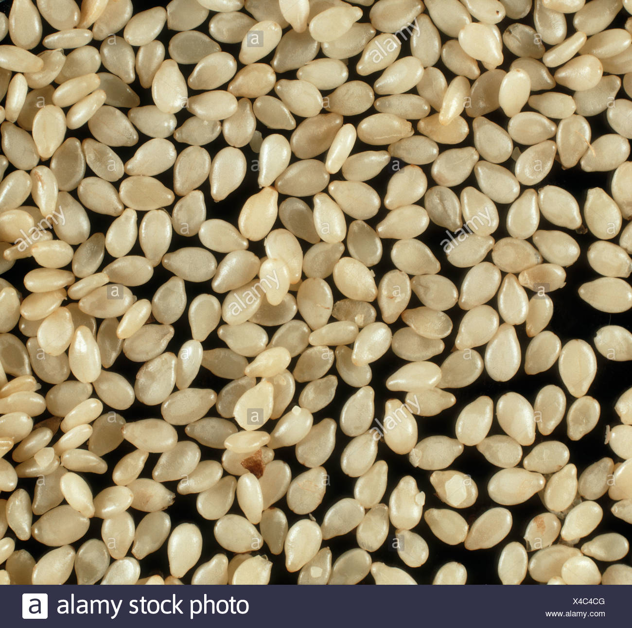 Sesamum Stock Photos & Sesamum Stock Images Alamy