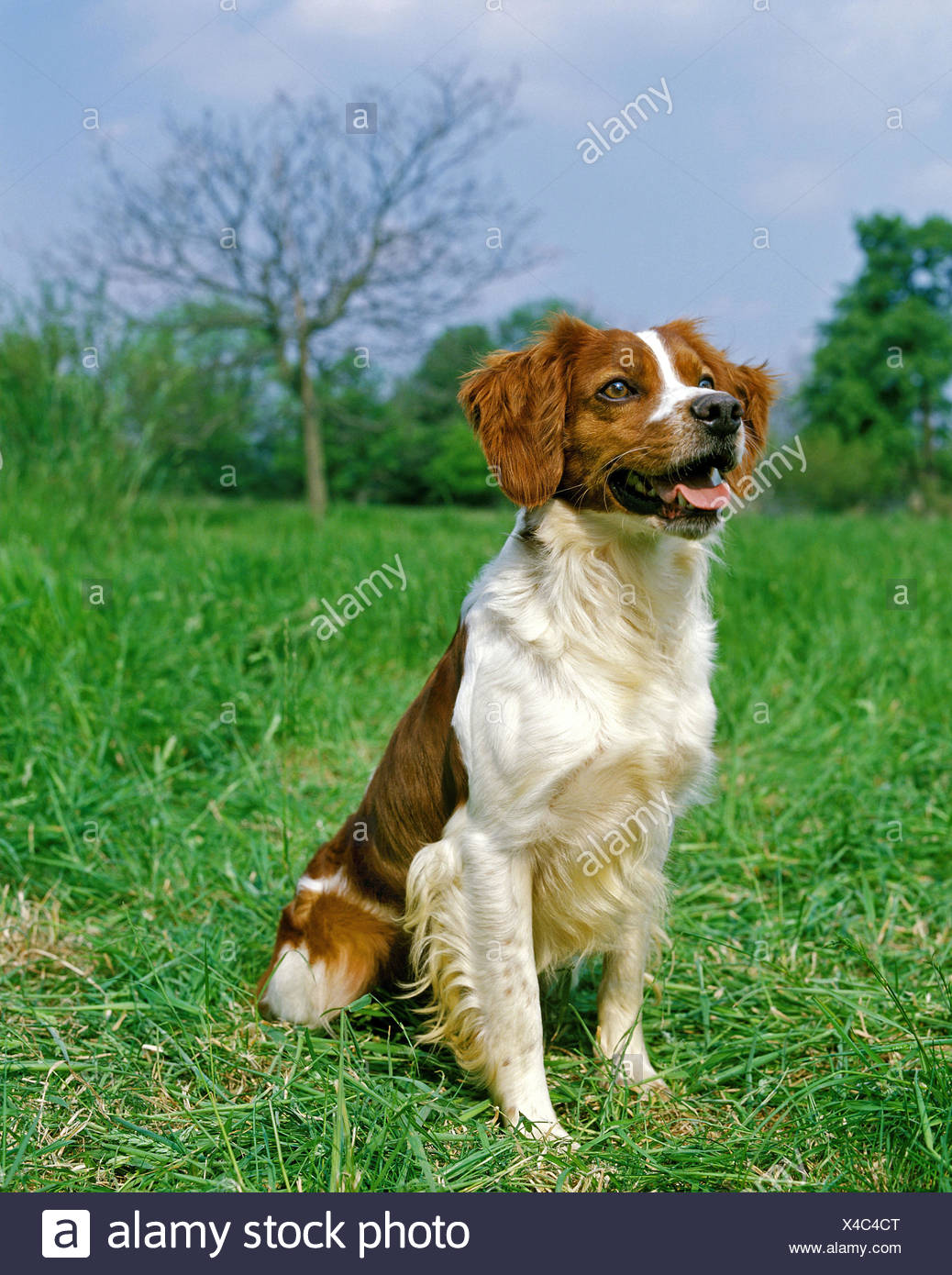Epagneul Breton Or Brittany Spaniel Stock Photo Alamy