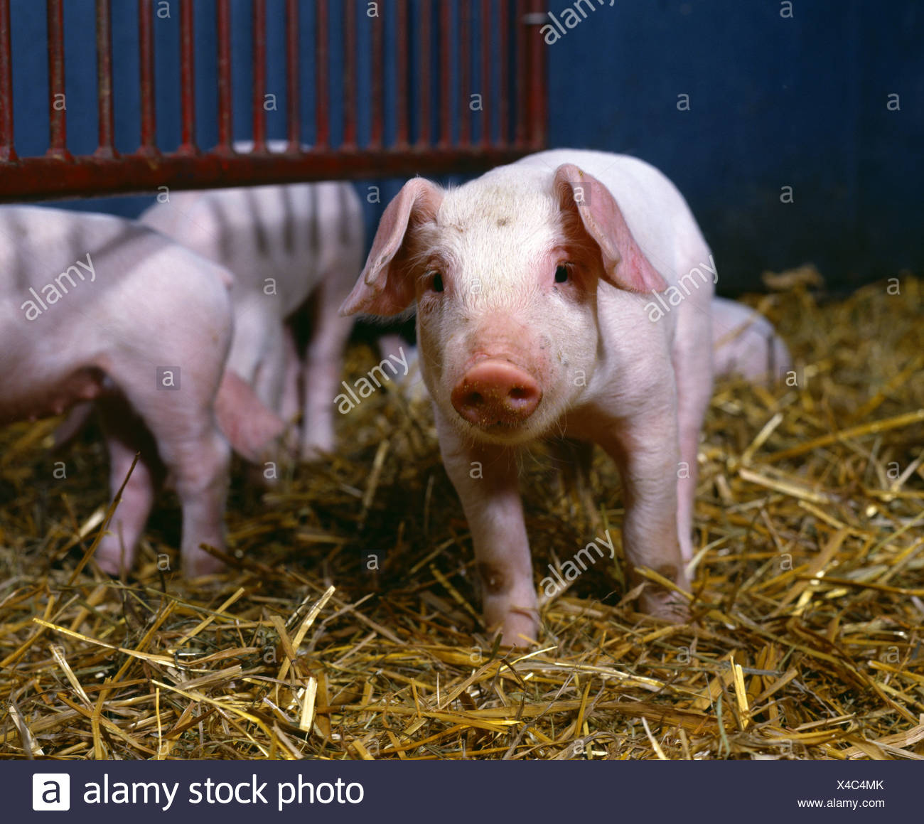 2 Wk Old York Landrace Pigs With Creep Feeder Stock Photo