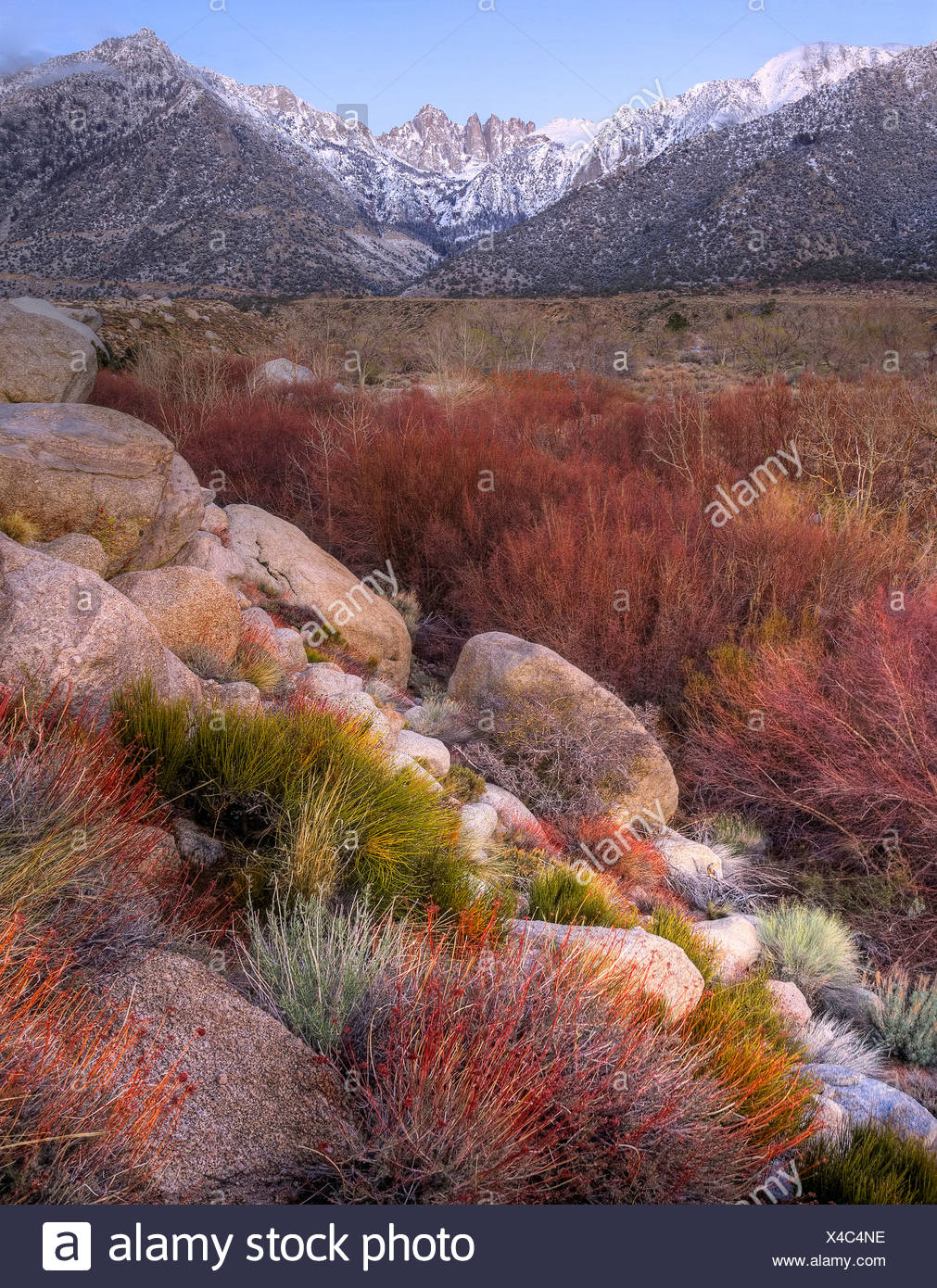 Usa United States America California Alabama Hills Mountains Nature Landscape Vegetation Stock Photo Alamy
