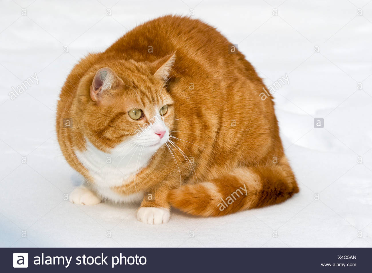 European Shorthair Cat In Snow Stock Photo 278092157 Alamy