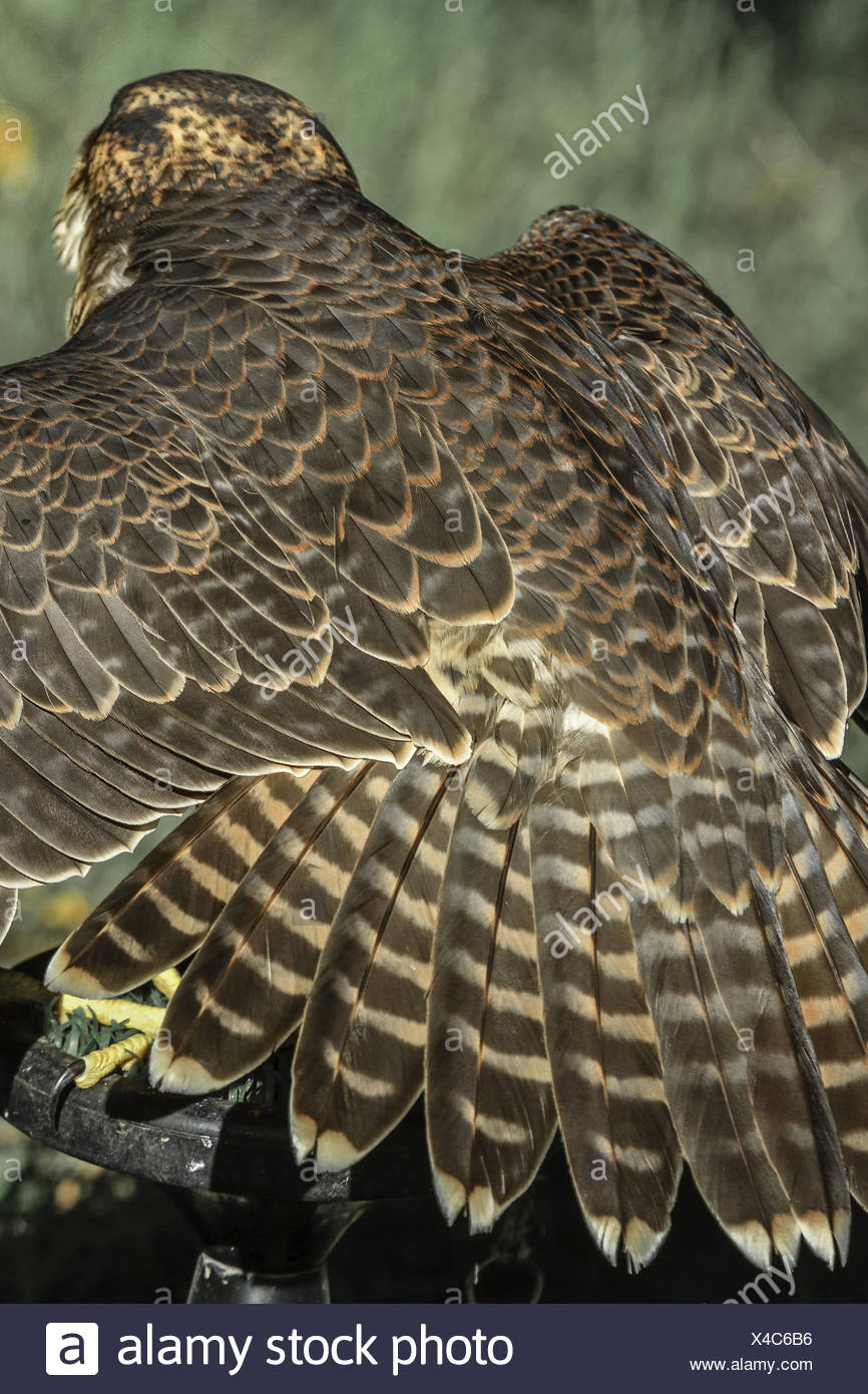 Peregrine Falcon Fanning Tail Feathers Uk Stock Photo