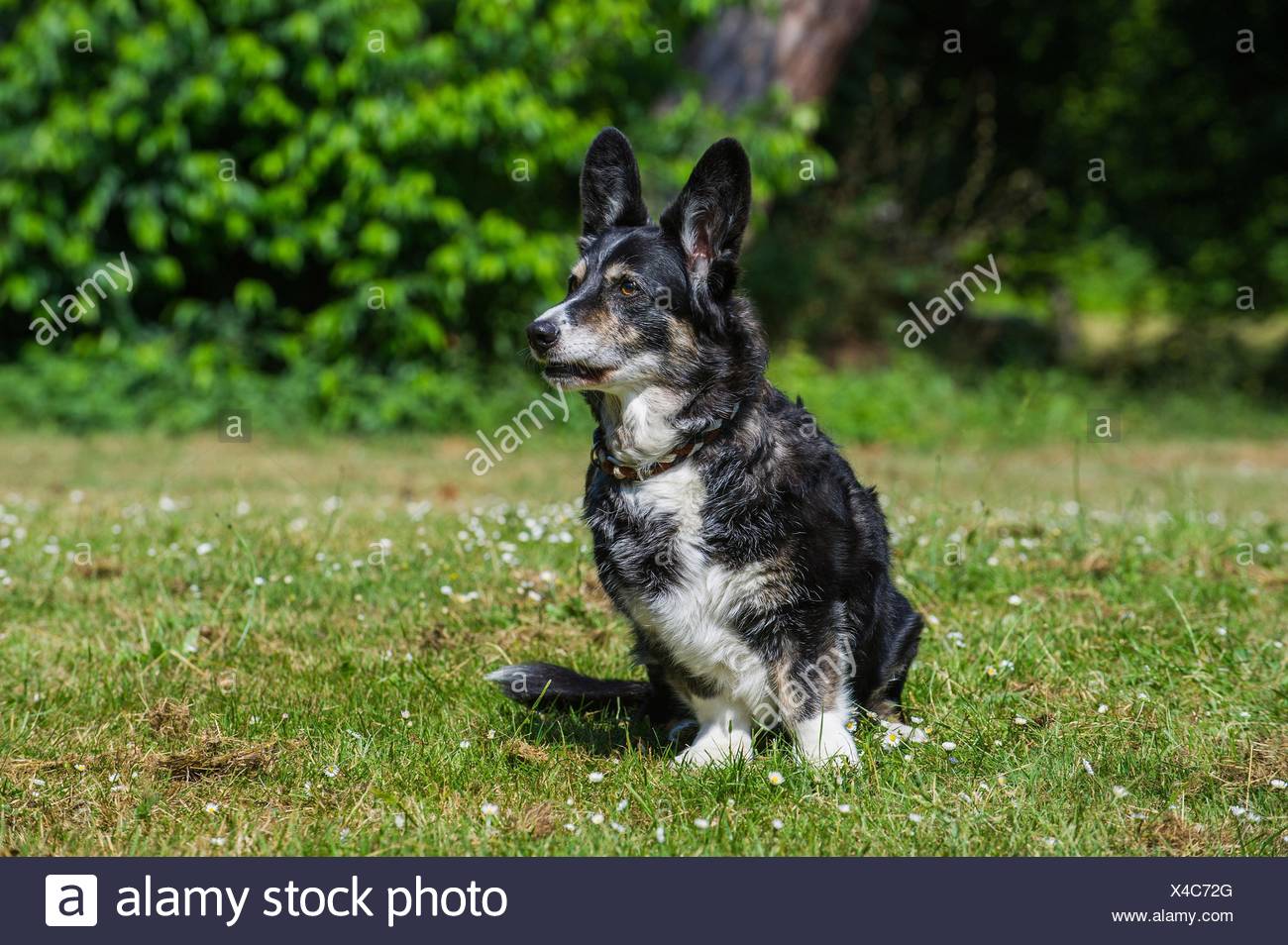 Welsh Corgi Sitting High Resolution Stock Photography and Images - Alamy