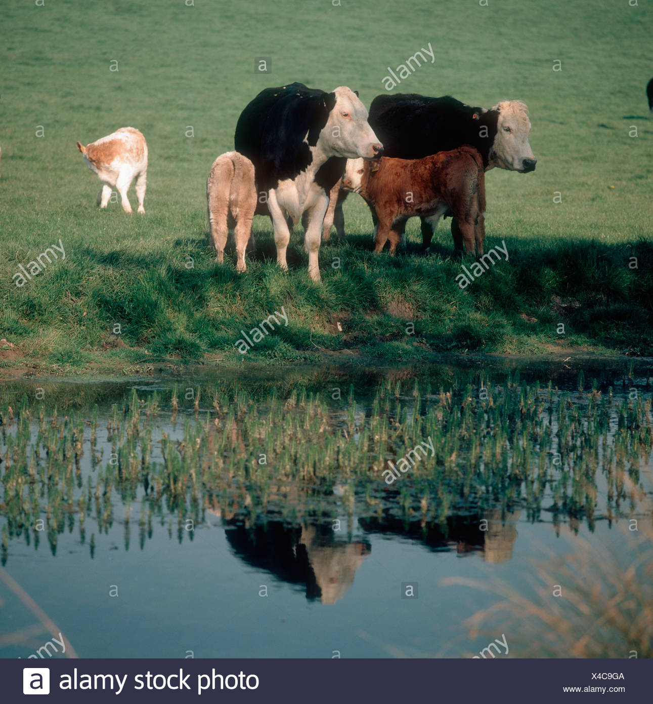 Hereford Cross Cow High Resolution Stock Photography and Images Alamy