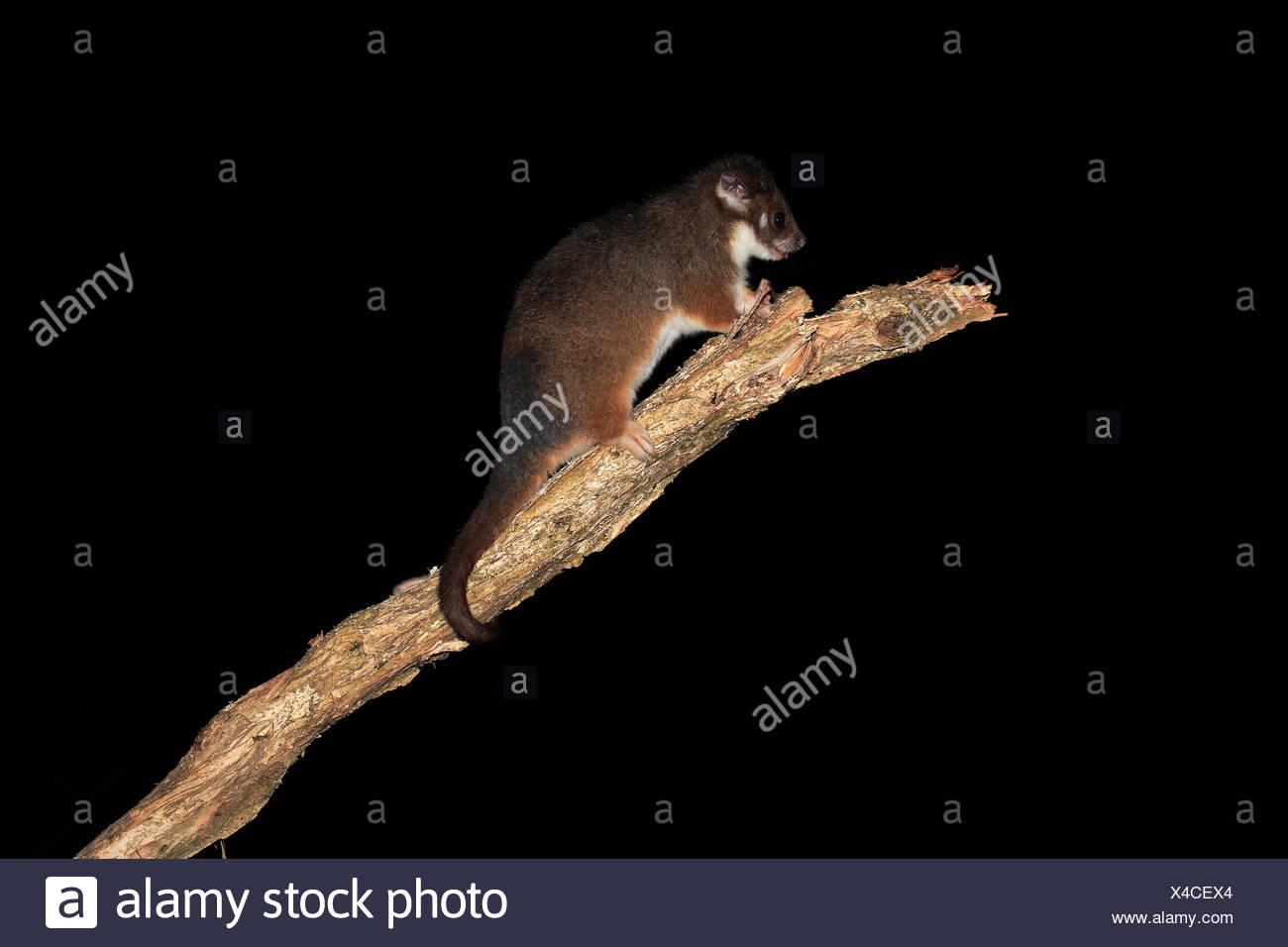 Ringtail Possum High Resolution Stock Photography and Images Alamy