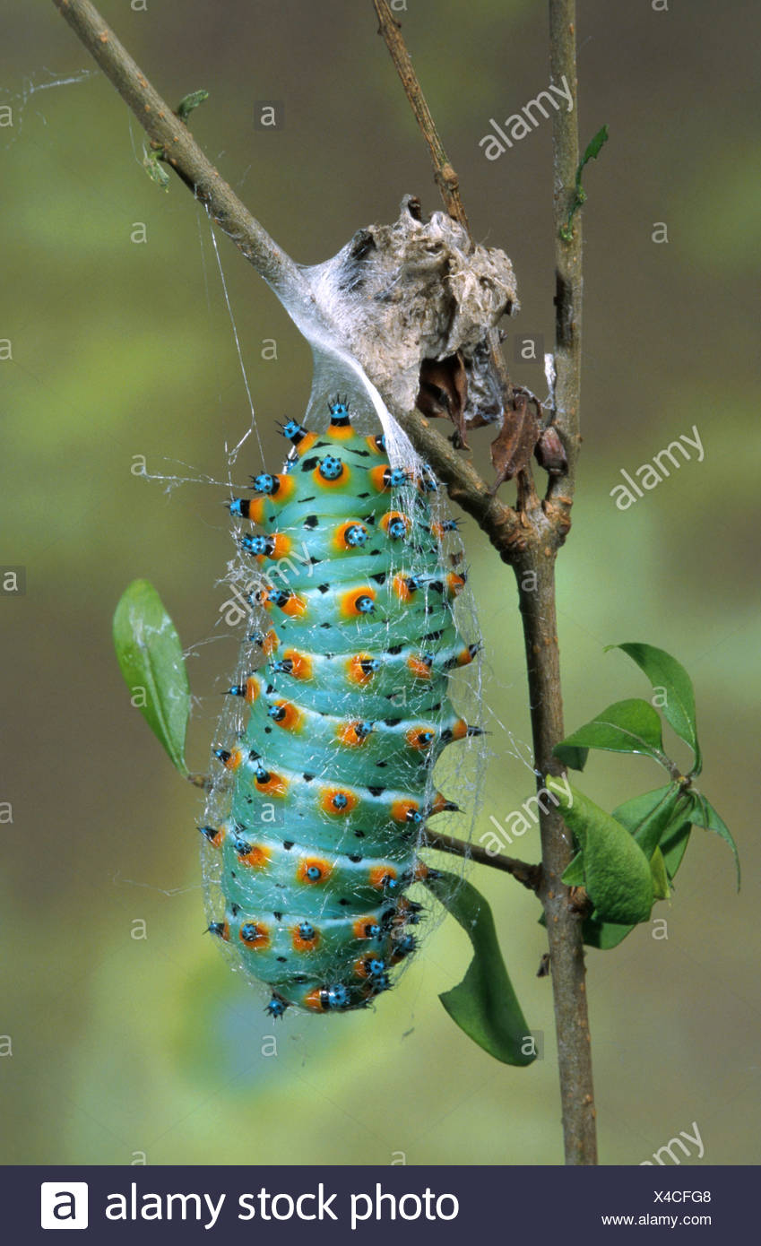 Australia caterpillar found giant xxx Opinion, you Australia caterpillar found giant xxx mine, someone