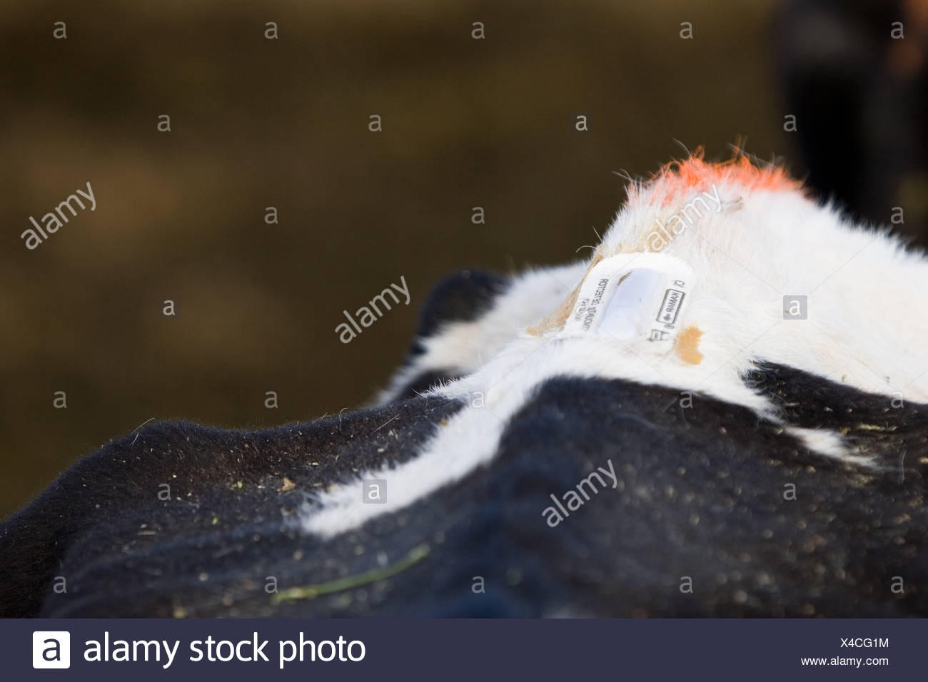 Hormones In Cattle High Resolution Stock Photography and Images - Alamy