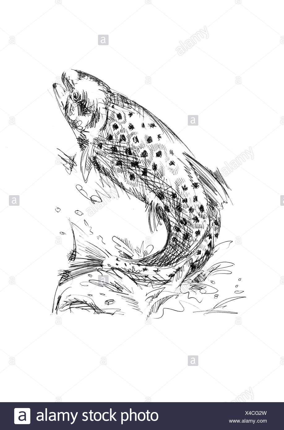 Fish Jumping Black and White Stock Photos & Images - Alamy