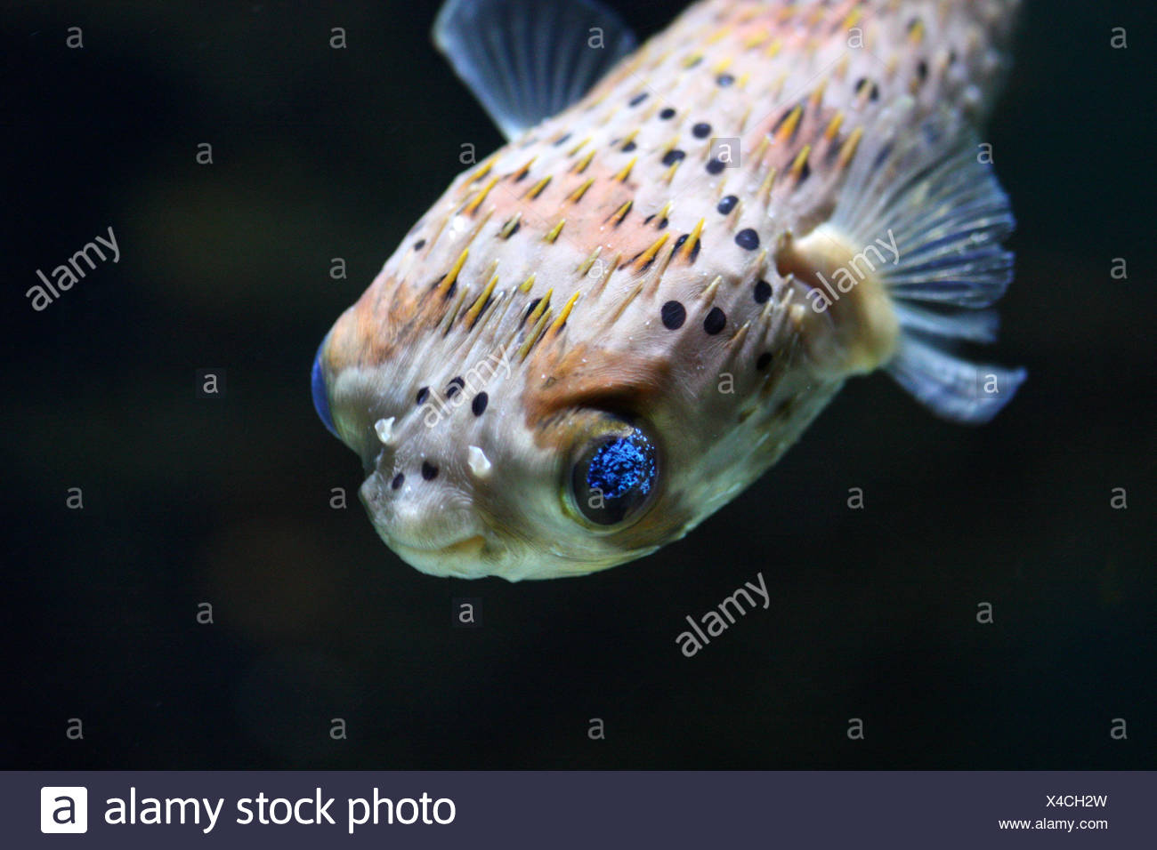 Porcupine Fish High Resolution Stock Photography and Images Alamy