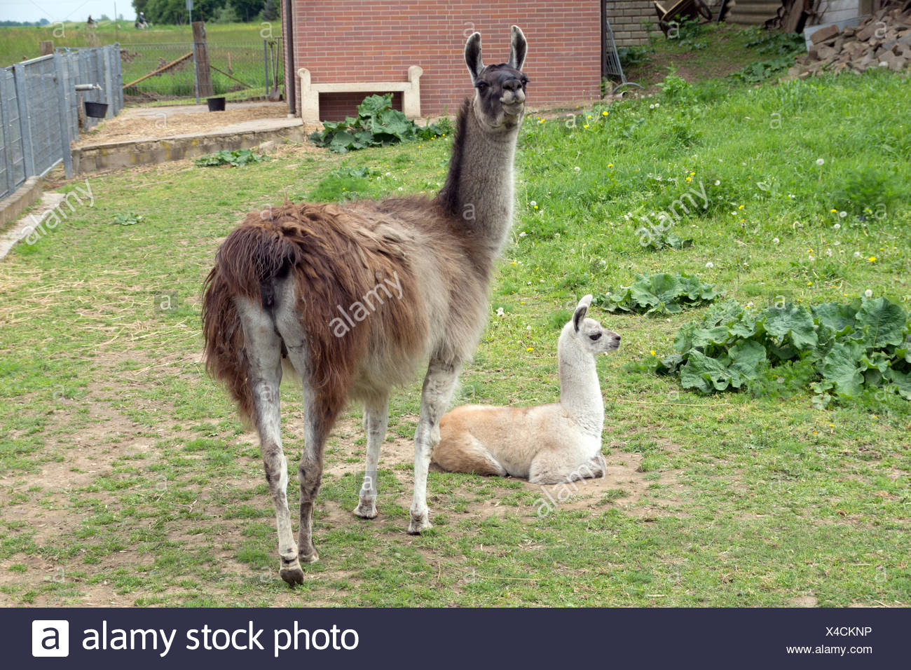 Lama With Baby In An Enclosure Stock Photo Alamy