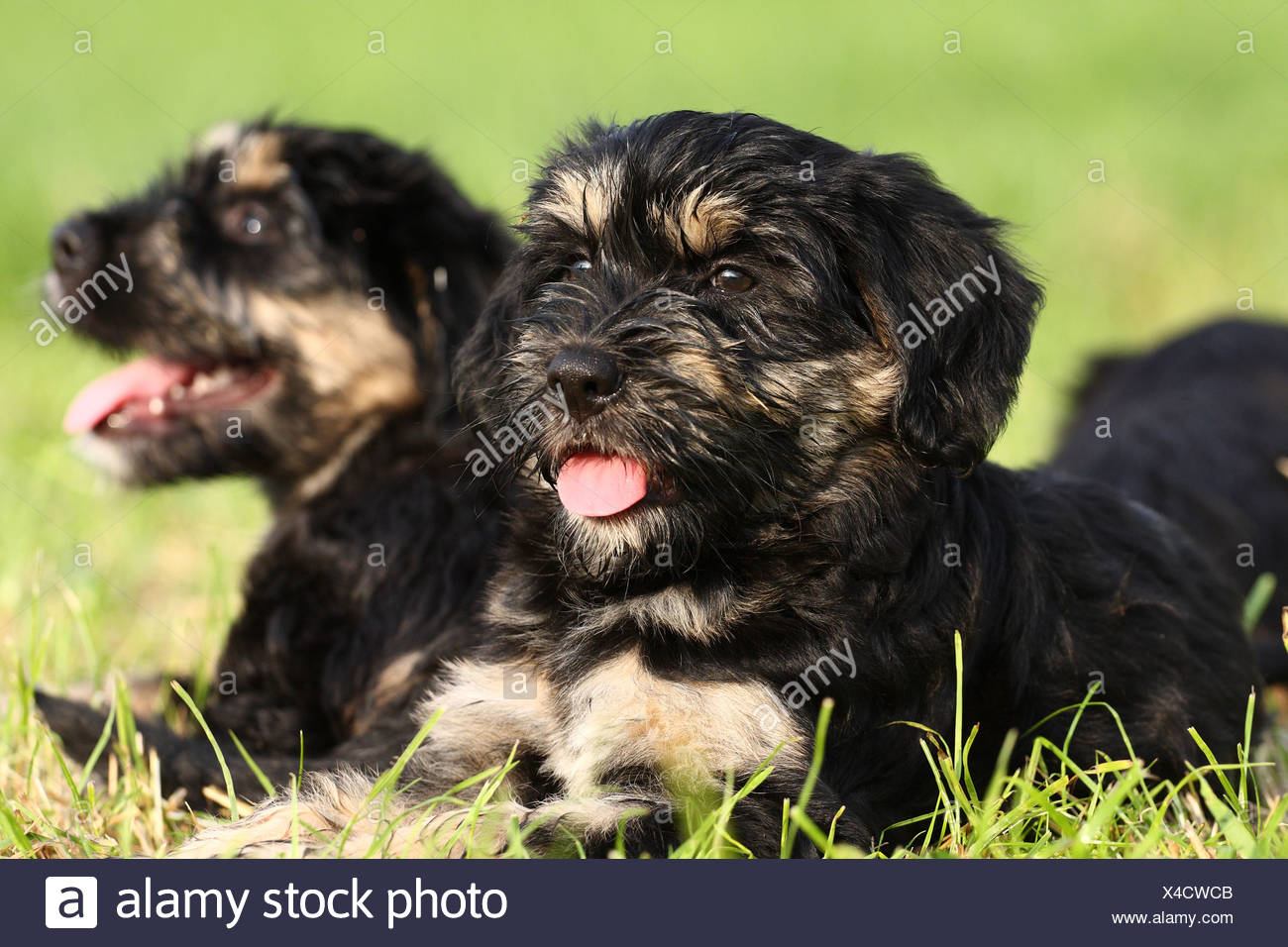 portuguese sheepdog puppies