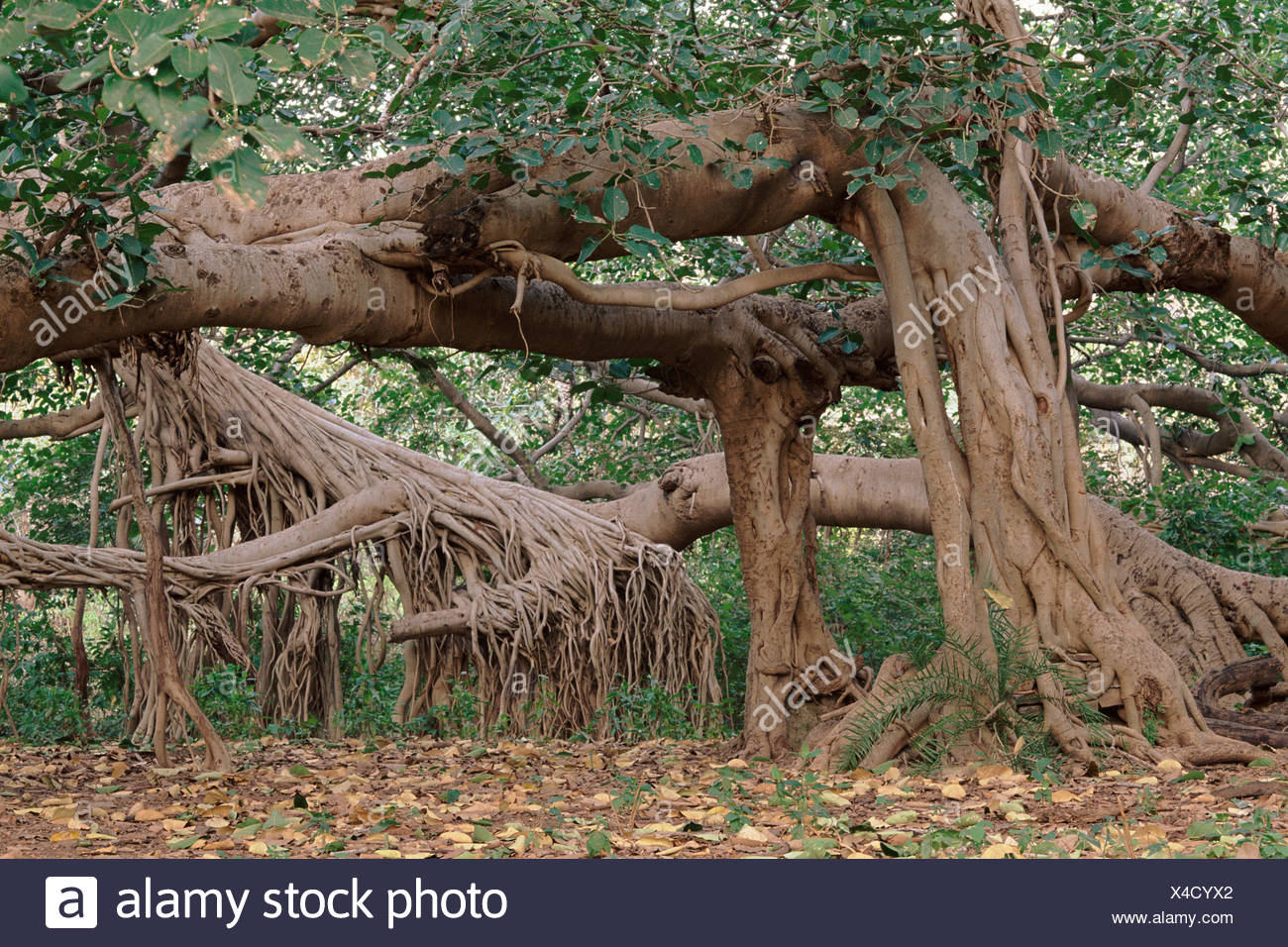 Banyan Tree Ficus Bengalensis High Resolution Stock Photography and ...