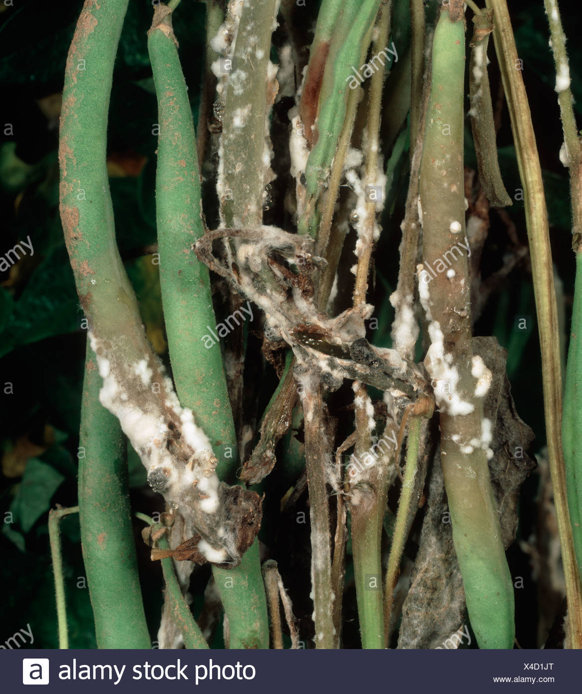 Sclerotinia Sclerotiorum High Resolution Stock Photography and Images ...
