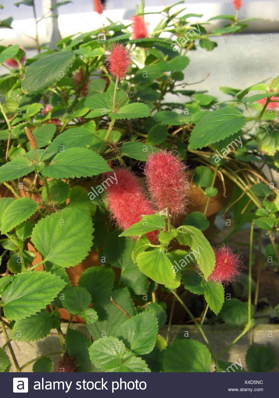Trailing Red Cattail Kittens Tail Dwarf Chenille Plant Red Cattail Plant Acalypha Hispaniolae Acalypha Pendula Blooming Stock Photo Alamy