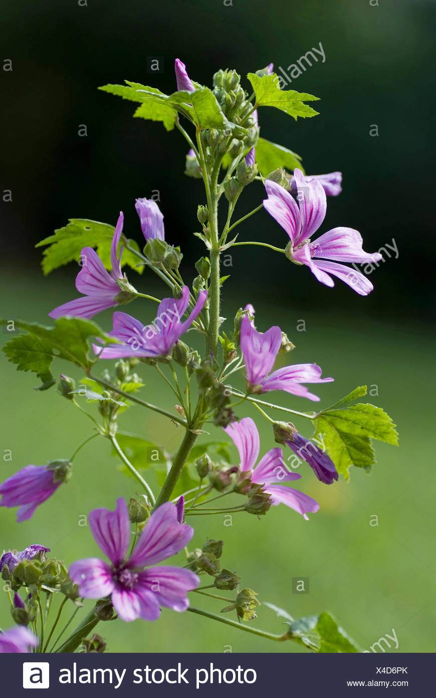 Common Mallow Blue Mallow High Mallow High Cheeseweed Malva Sylvestris Blooming Germany Stock Photo Alamy Common Mallow Blue Mallow High Mallow High Cheeseweed Malva Sylvestris Blooming Germany Stock Photo Alamy