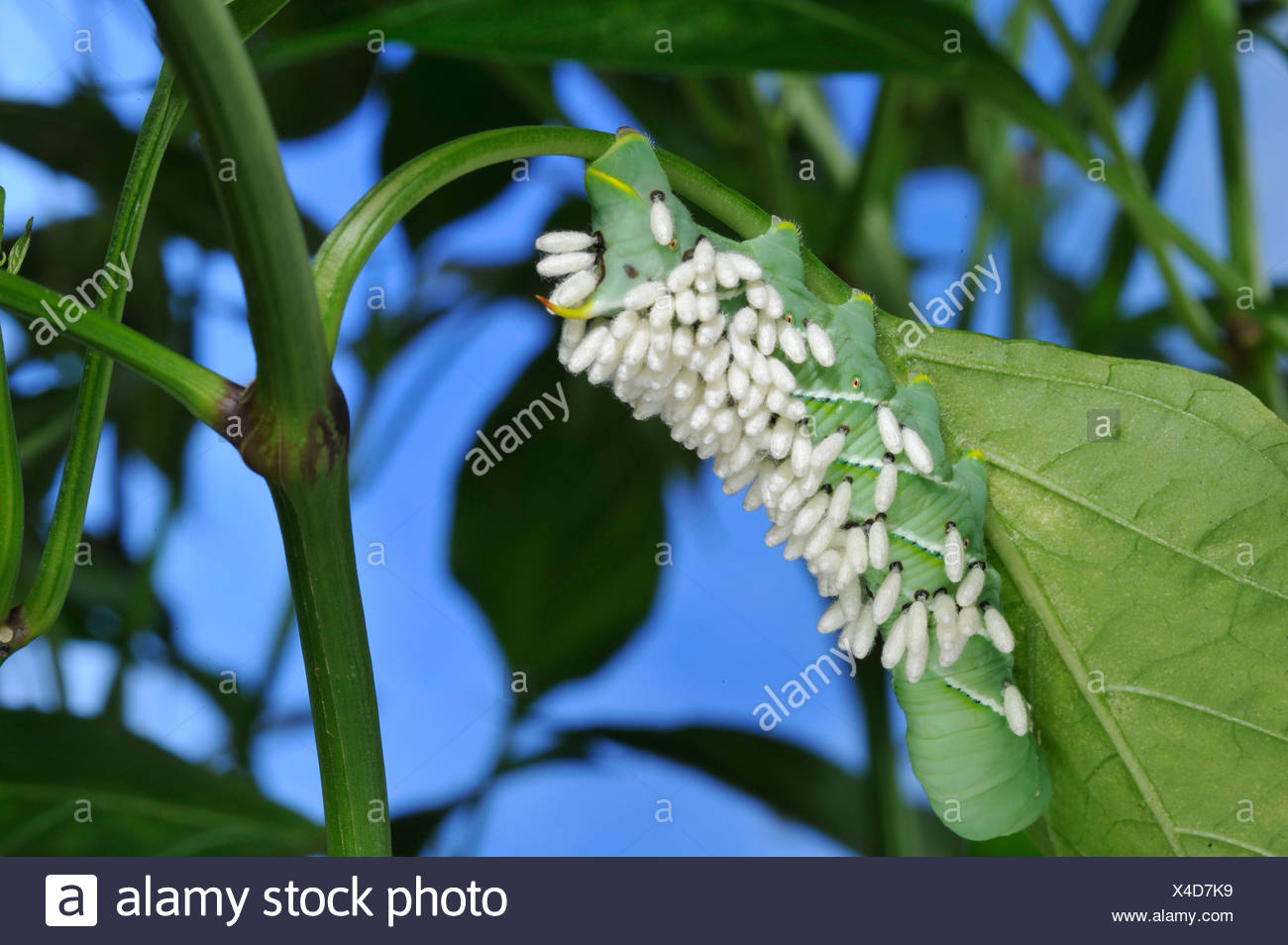 Parasitic Wasp Caterpillar High Resolution Stock Photography and Images ...