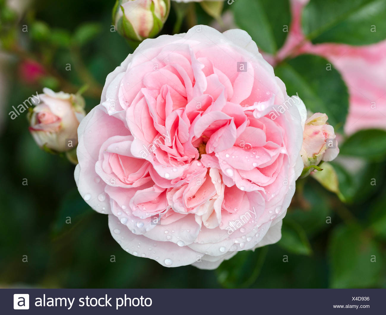 Blute Einer Rose Granny Blossom Of A Rose Granny Stock Photo