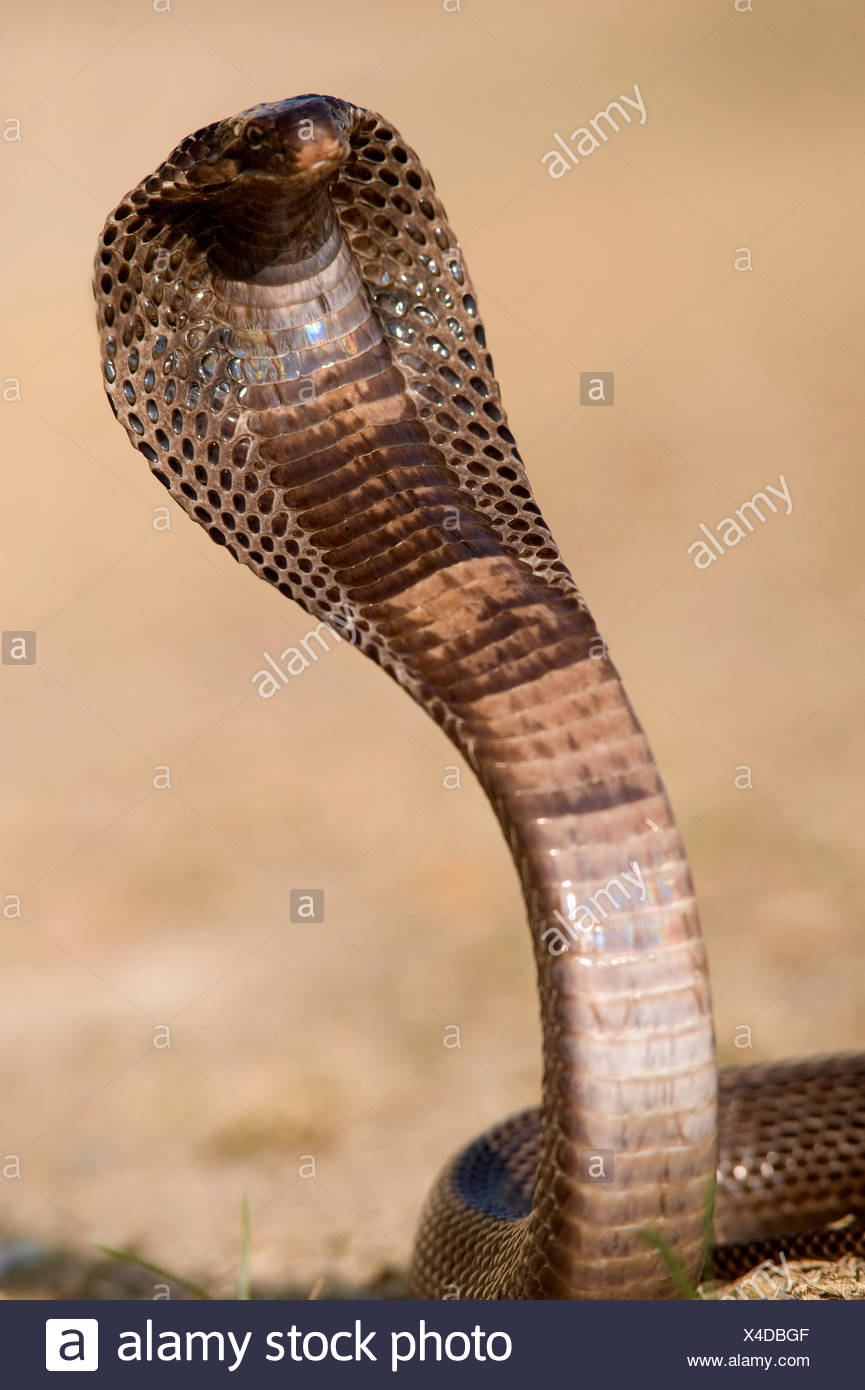 Egyptian Cobra Naja Haje High Resolution Stock Photography and Images ...