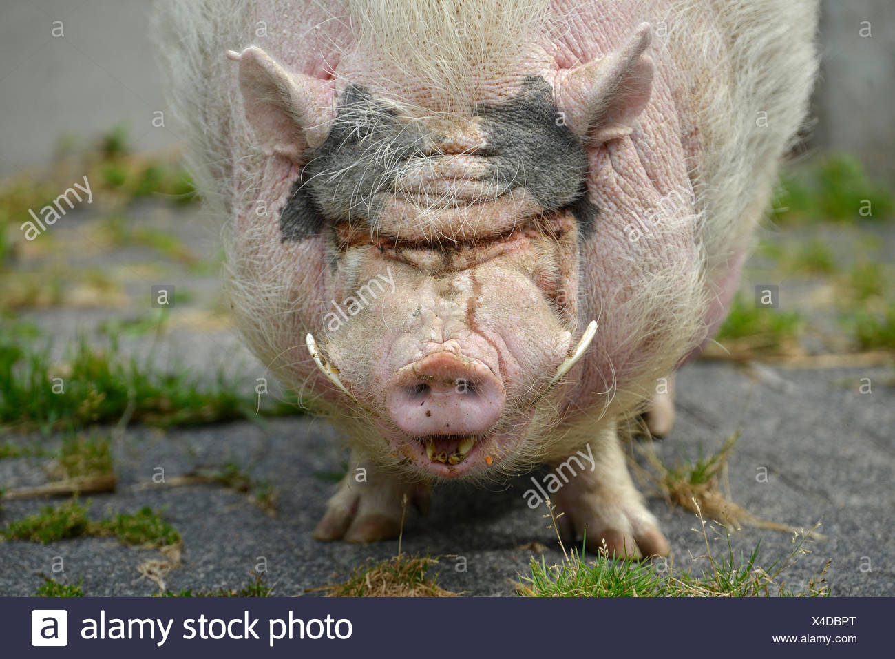 Page 2 Mini Pig High Resolution Stock Photography And Images Alamy