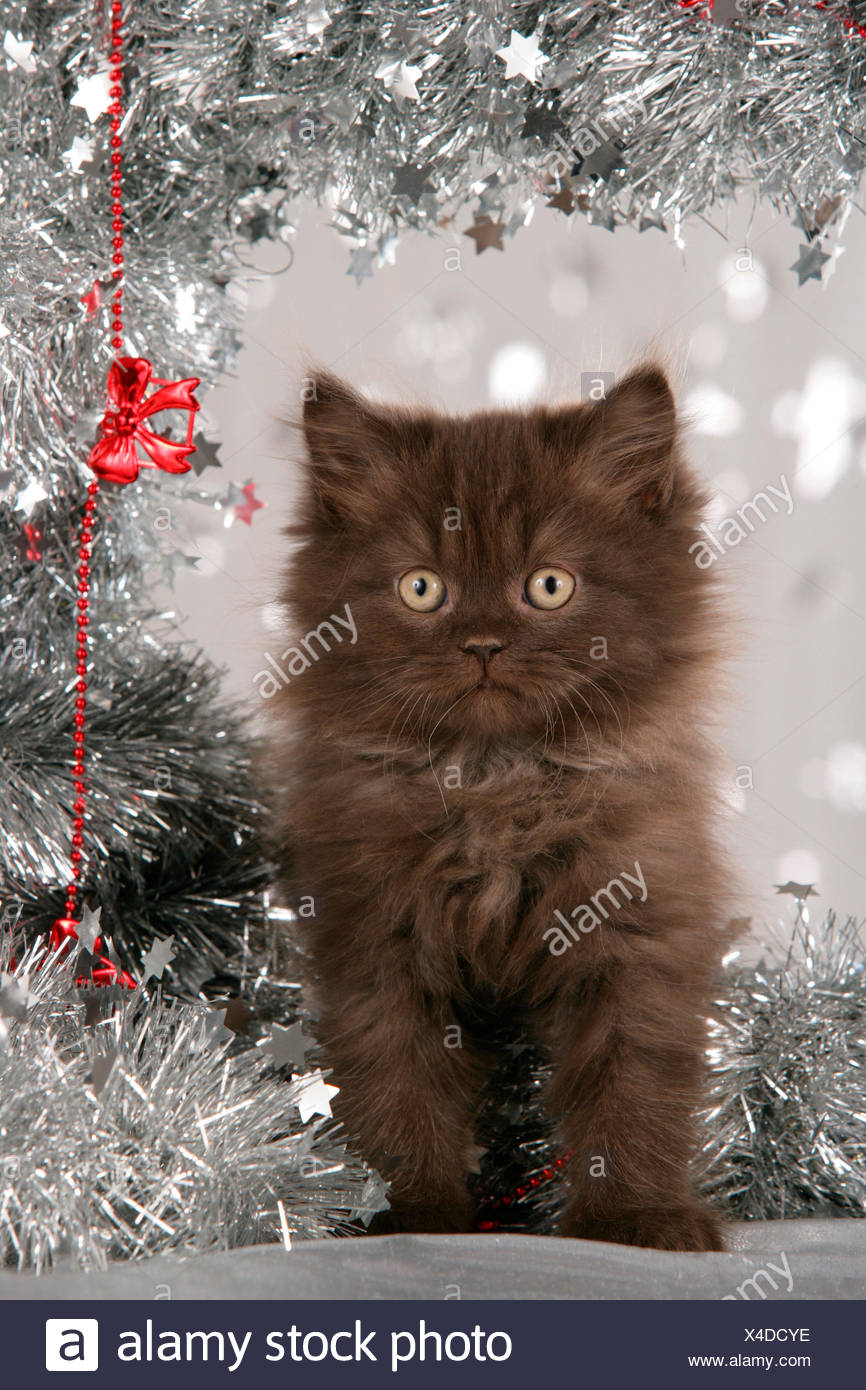 British Shorthair White Kitten Surrounded By Silver Garland