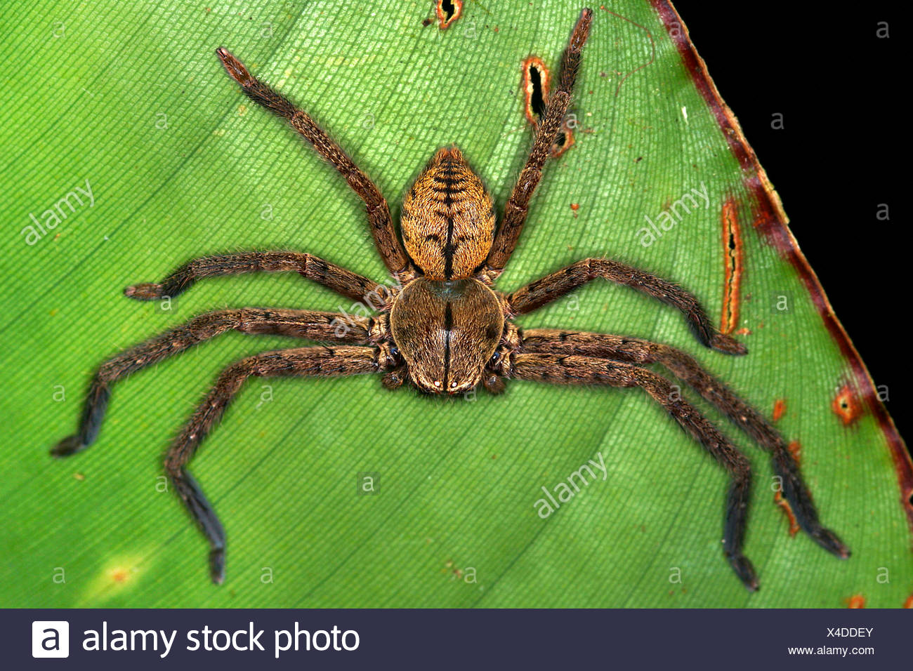 riesen-spinne-stock-photos-riesen-spinne-stock-images-alamy